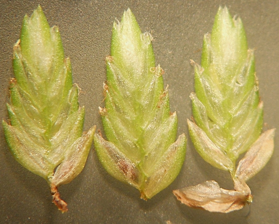 Cyperus eragrostis / Zigolo